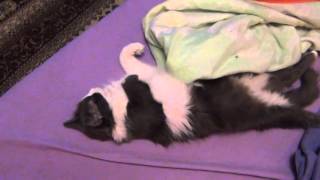 Кошка храпит / Кошки сладко спят / Кошка Серафима и Кошка Маляша Кошка храпит / Кошки сладко спят / Кошка Серафима и Кошка Маляша