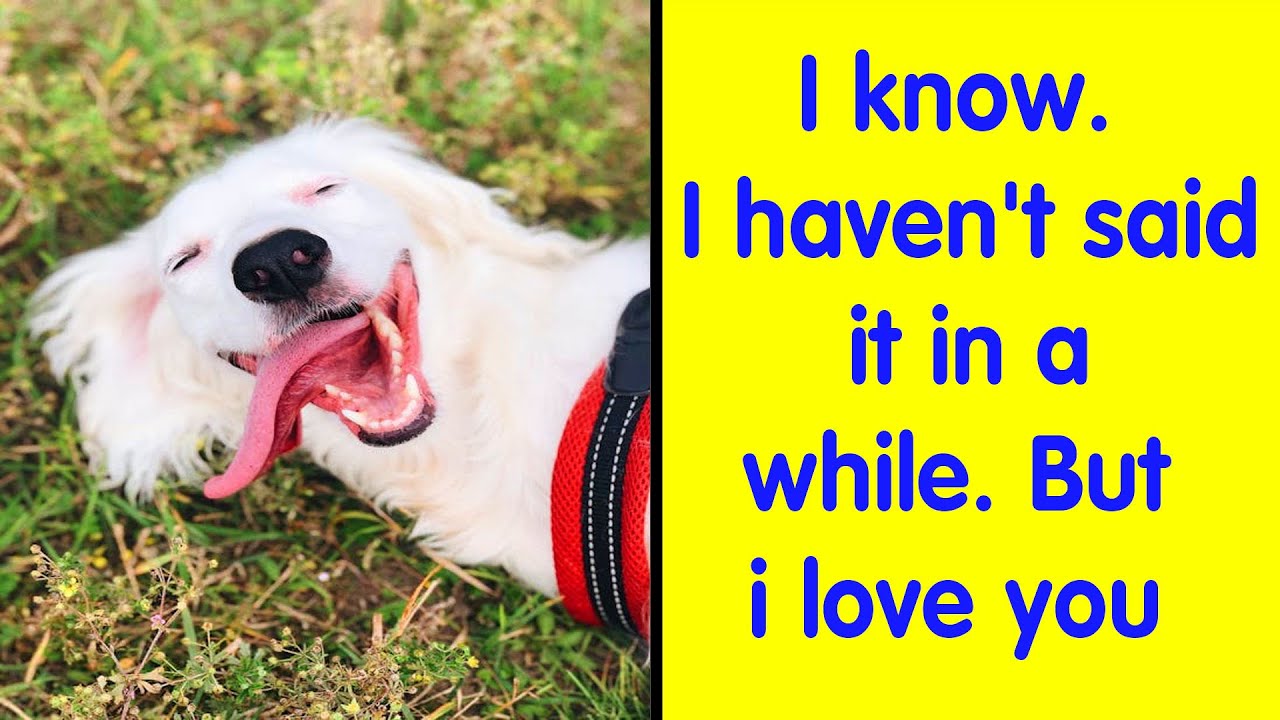 "What's Wrong With Your Dog?" Hilariously Derpy Dogs That Will Crack You Up - Funny Dog