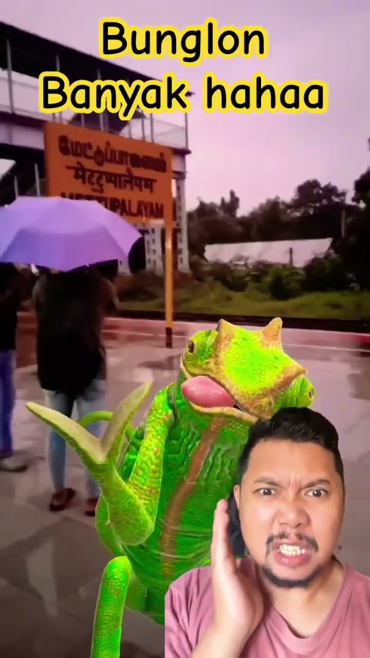 BUNGLON BANYAK GAYA!!?? #funny #comedy #cute #lizard #animals