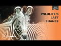 Wildlife&#39;s Last Chance | Mutual of Omaha&#39;s Wild Kingdom