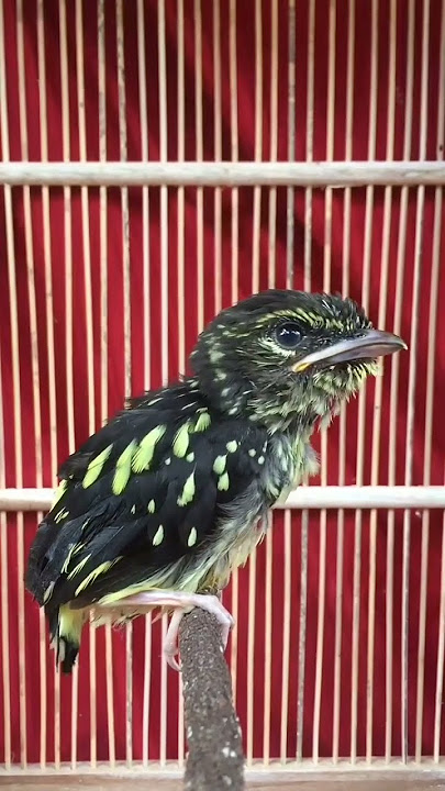 BURUNG SEMPUR HUJAN RIMBA//PEMANGGIL HUJAN