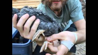 Sexing Chicks Sexing Chicks