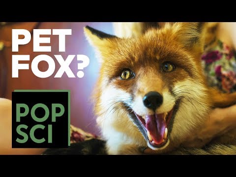 Can I Have A Pet Fox?