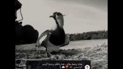 ارح قلبك ستوريات القران الكريم