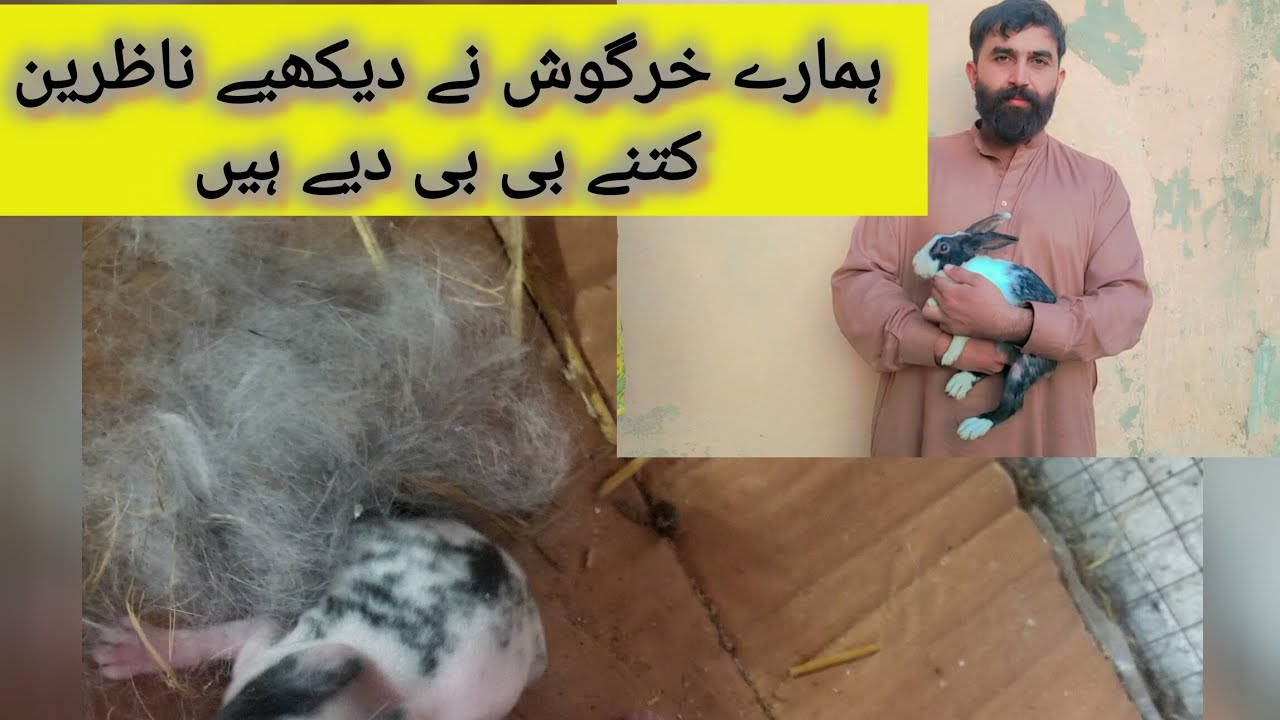 Rabbit ne aaj finally babies dain diye 🥰🐇😍بہت ہی پیارے بچے دیے ہیں خرگوش نے 