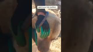 Iğdırlı Bozzo Türkiyenin Yaşayan Efsanesi