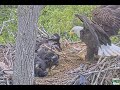 Dulles Greenway Eagle Cam: Cornstalk Comedy (short)