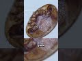 Как пчёлы сами побеждают паразитов варроа — открытие учёных