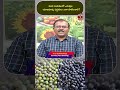 పెసర మినుములో ఎరువుల యాజమాన్య పద్దతులు ఎలా పాటించాలి? | T-SAT