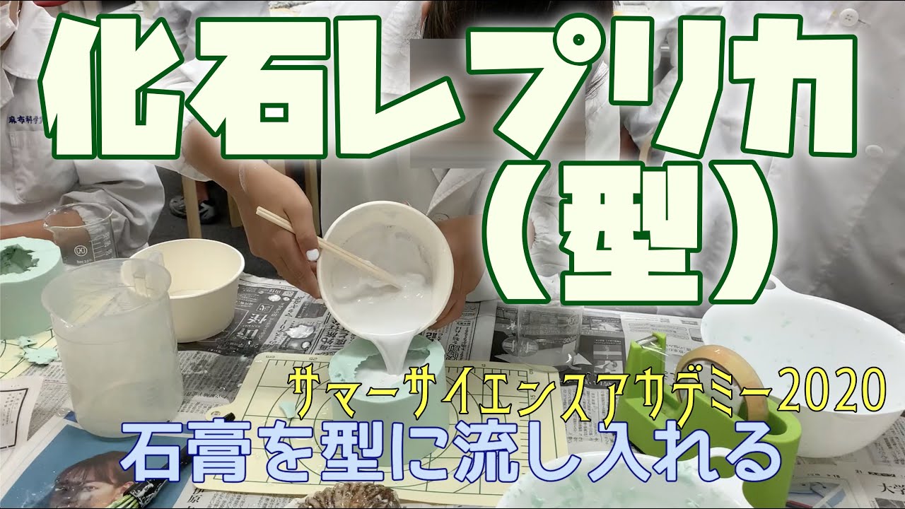 アンモナイト　パキ　化石　夏休み　自由研究 アンモナイト パキ 化石 夏休み 自由研究 化石博士とMy