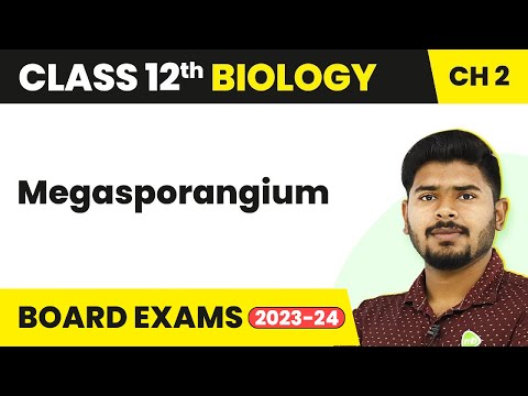 ভিডিও: মেগাস্পোরঞ্জিয়াম এবং ডিম্বাণু কি একই?