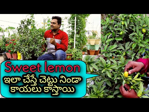 Sweet lemon plant care, తియ్యటి నిమ్మ ఇలా పెంచితే చెట్టు నిండా కాయలు కాస్తాయి #gardening #lime