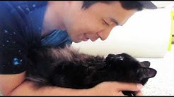 Theo The Talking Cat Youtube