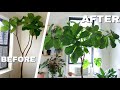 How to Help Your Fiddle Leaf Fig THRIVE | The 3 Things I Did to Bring My Fiddle Leaf Back To Life
