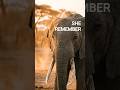 She Remembers What Others Forgot 🐘
