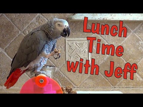 einstein-and-jeff-make-lunch-together