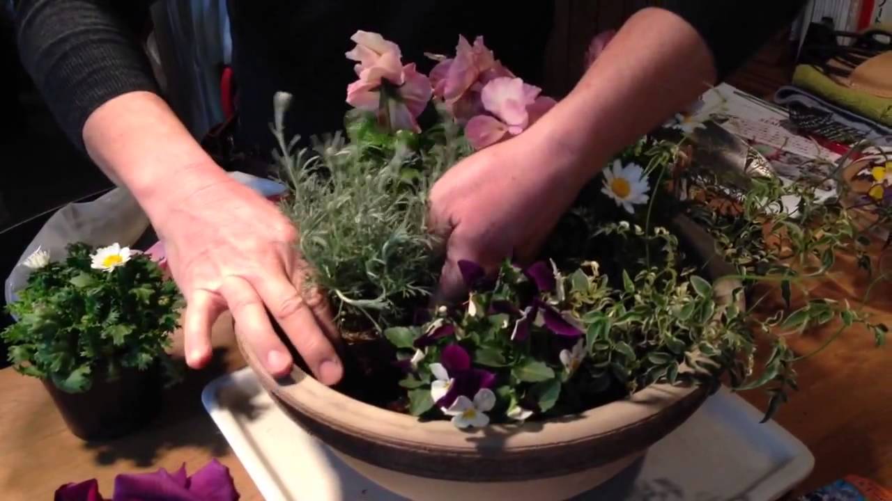 パンジーとビオラ 冬の花の寄せ植え方法 Youtube