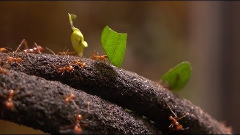 AWS DeepRacer League - Waypoints