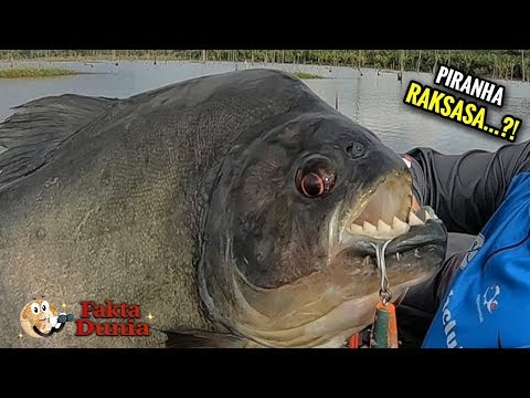 Video: Piranha Besar Ditangkap Di Barat Daya Great Britain. - Pandangan Alternatif