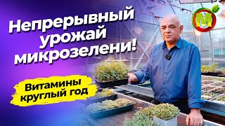 МИКРОЗЕЛЕНЬ КРУГЛЫЙ ГОД