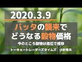 (20.3.9)【穀物】バッタの襲来でどうなる穀物価格「TOCOMスクエアTV」商品先物相場展望