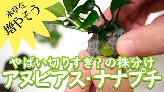 [水草育成]切りすぎ!?アヌビアス・ナナ・プチの増やし方