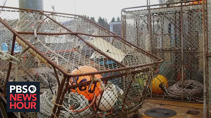 Why billions of snow crabs disappeared from the Bering Sea