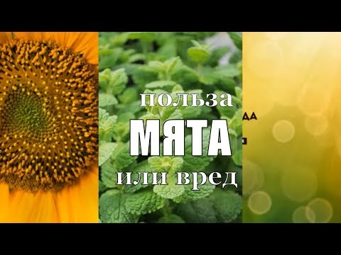 Мята на самом деле полезна или нет?