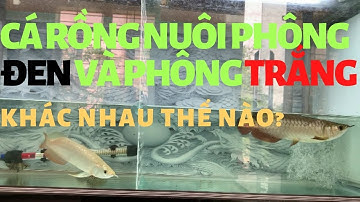 Nuôi cá rồng: Tác dụng của phông nền hồ cá đối với cá rồng l Thế Nam l Arowana fish tank background