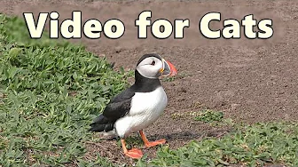 Cat TV ~ Videos of Birds for Cats to Watch and Enjoy ~ Puffin Fun