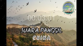 SUARA PANGGIL BURUNG WALET‼️ SP CHINA BY ANG CHY HANG‼️RESPON AGRESIF DI SEMUA WILAYAH