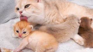 Mother cat cares of her cute kittens day and night, showing the most beautiful love in the world.