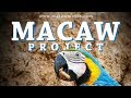 The Macaw Project | Documentary