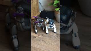 Eric the Aibo's 14th Birthday by Aibo Addicts 1,805 views 6 years ago 1 minute, 8 seconds