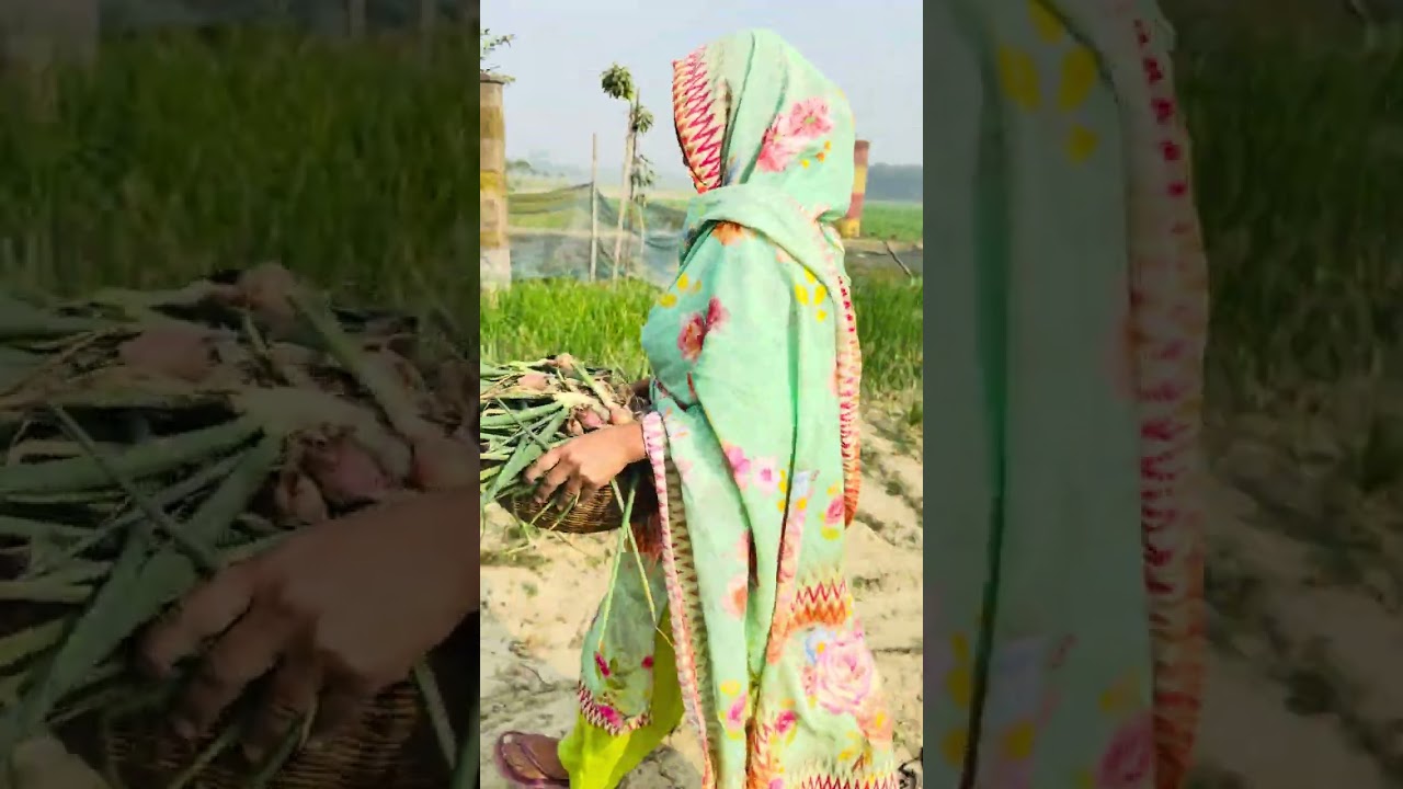 বাপের বাড়ি থেকে এক মাসের বাজার নিয়ে যাচ্ছি।