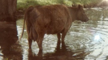 ▶️ Cows Mooing Sound Effect. Cows On The Farm Ambience. Cow Sound Effects. 12 Hours. 🌏