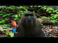 Bermain Dengan Kawanan Monyet Ekor Pendek | Si Otan (05/12/18)