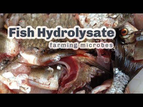 MAKING FISH HYDROLYSATE