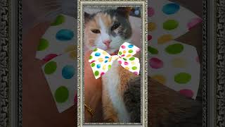 Ведь я такая!Красивая сегодня!Because that's who I am!#shorts #cats#funnycats#shortsyoutube#коты