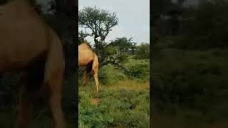 Barwaaqo-Doollo -Miirkhaliif