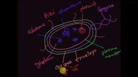 Bacterial cell structure (Microbiology)