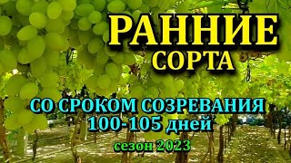 ОБЗОР -РАННИЕ СОРТА ВИНГРАДА 100-105 дней.СЕЗОН 2023 -наша коллекция из 700 сортов винограда.