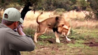 Moments that steal the heart and mind in the world of hunting huge lions by The Art Of Hunt 412,817 views 8 months ago 4 minutes, 18 seconds