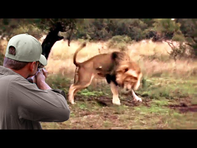 Moments that steal the heart and mind in the world of hunting huge lions class=