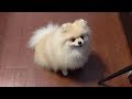 完璧にしつけられたポメラニアン【モチ】 Pomeranian is a cute dog.