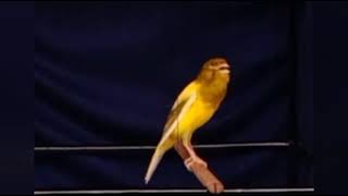 kenari prestasi dengan lagu isian full gold finch bagus buat masteran anakan kenari