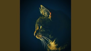 Alluring Ambiance for Happy Cat Tuesdays