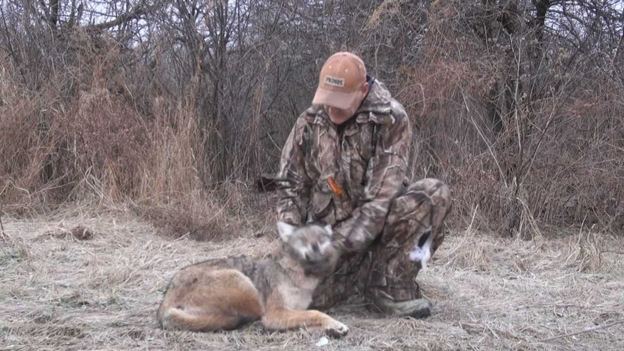 Coyote Hunting 2012 YouTube coyote-hunting-2012-youtube