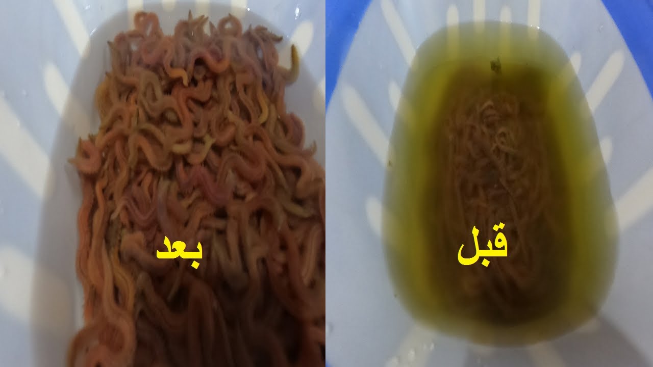 افضل طريقه للحفاظ علي طعم الصيد الدود المشرشر