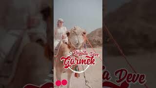 Rüyada Deve Görmek Ne Anlama Gelir?